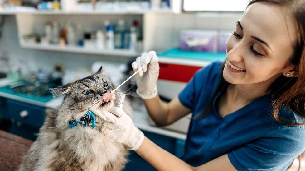 cat getting a swab at vet exam